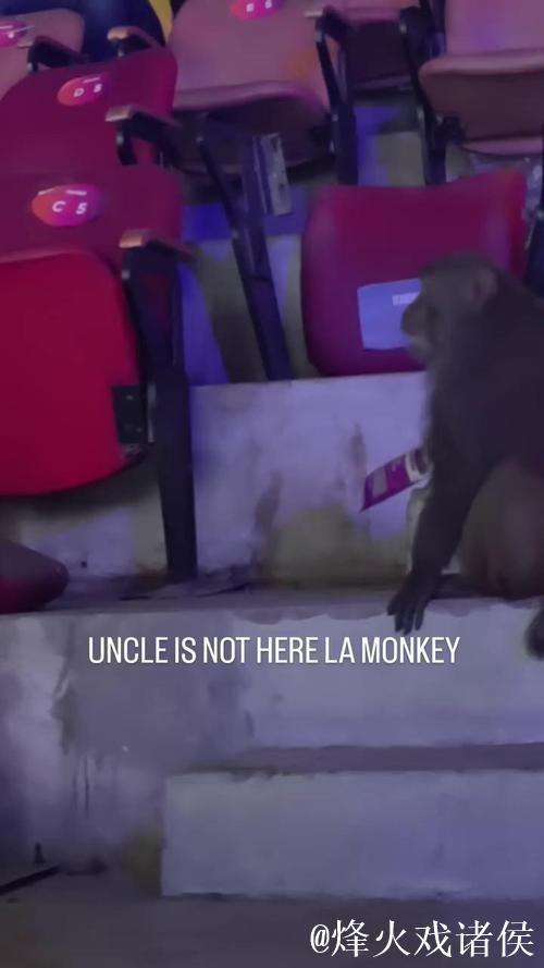 印度羽毛球公开赛:观众席惊现猴子闯入 印度羽毛球公开赛:观众席惊现猴子闯入