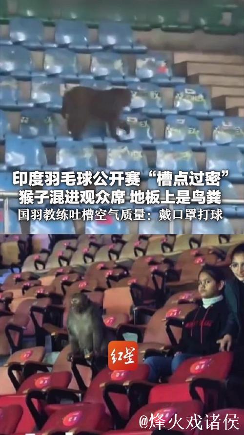 印度羽毛球公开赛:观众席惊现猴子闯入 印度羽毛球公开赛:观众席惊现猴子闯入